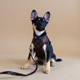 Load image into Gallery viewer, Pawtton Harness & Leash
