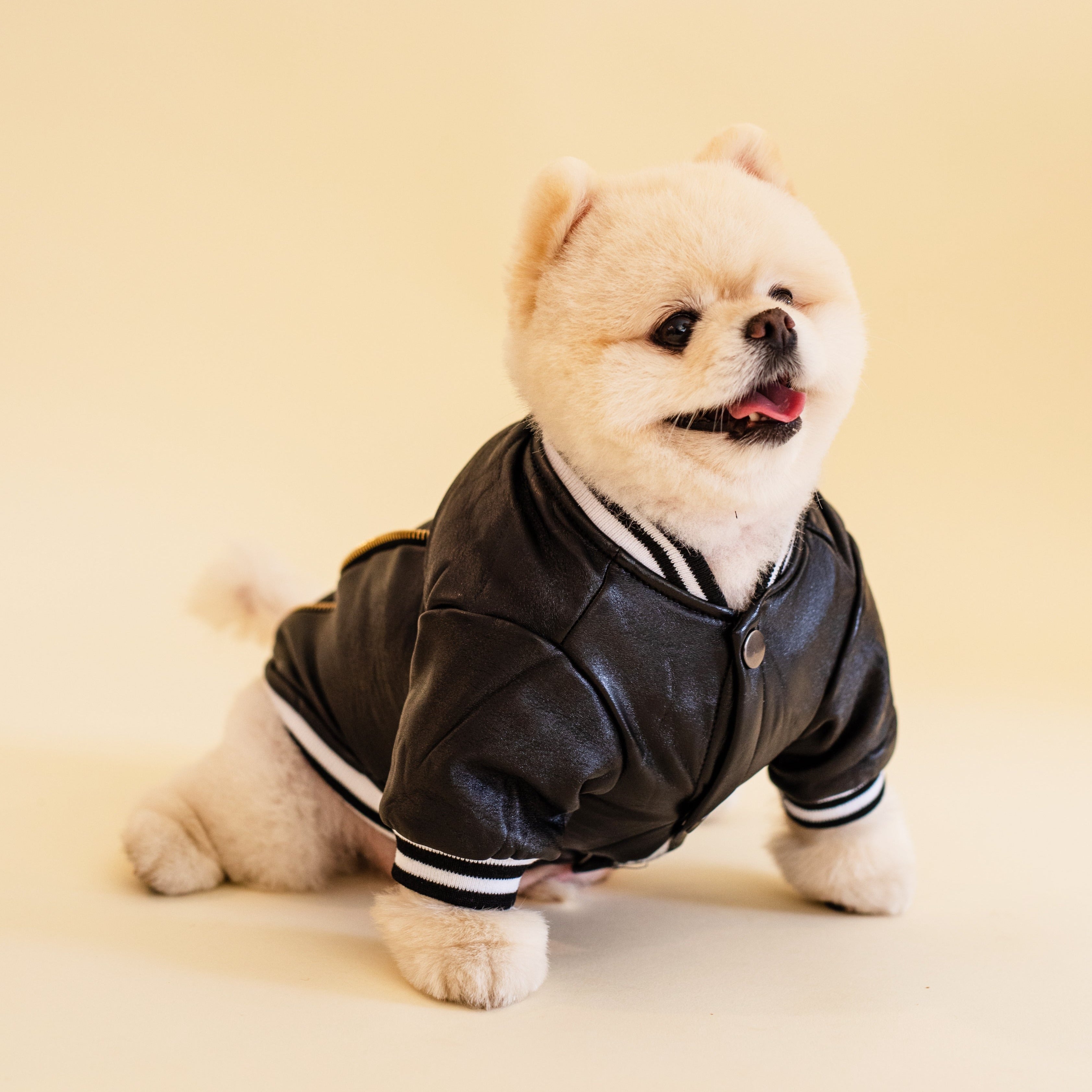 Dog varsity outlet jacket