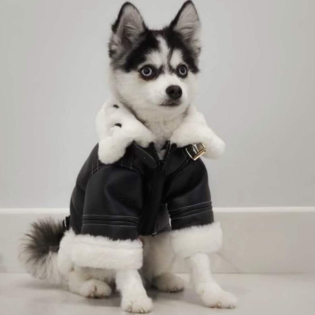 Small dog wearing a black coat with white fur on a plain background