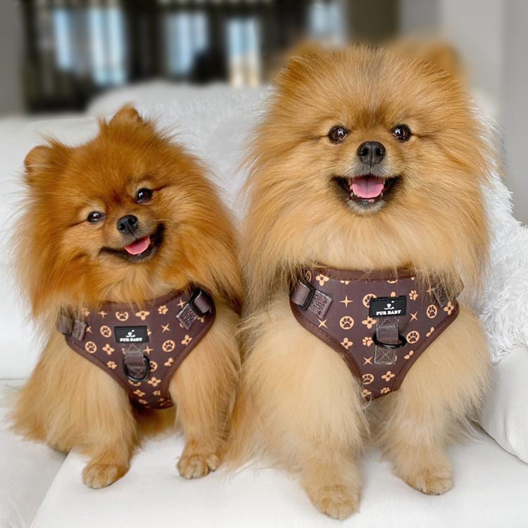 Pet-Harnesses-and-Leashes