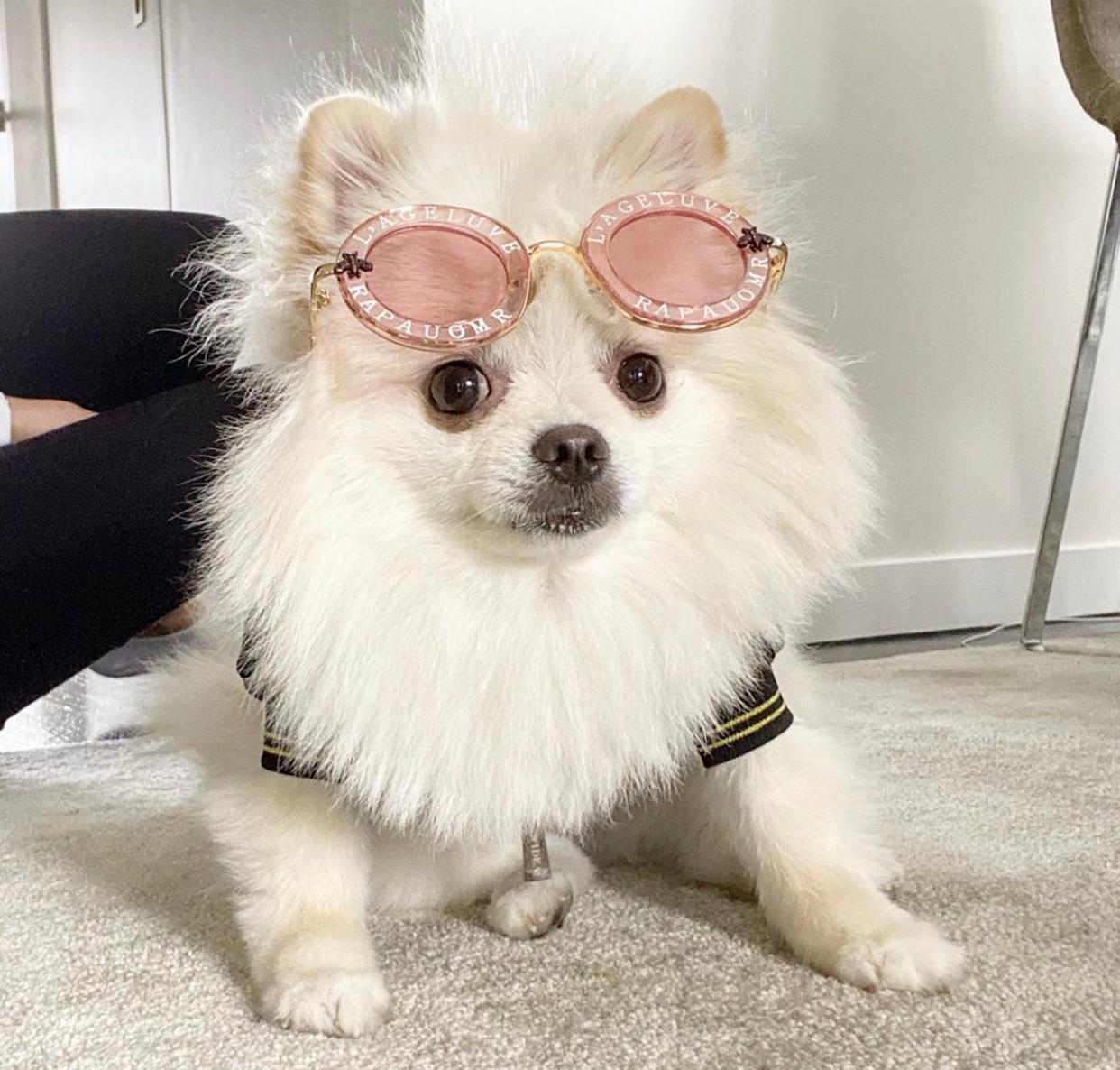 Rock Star Dog Sunglasses