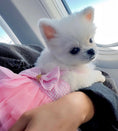 Load image into Gallery viewer, Small white dog wearing a pink ruffle tulle Fairytale dress with bow detail on a person's arm
