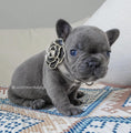 Load image into Gallery viewer, Pet wearing Camila Flower Coco Collar with rhinestone buckle
