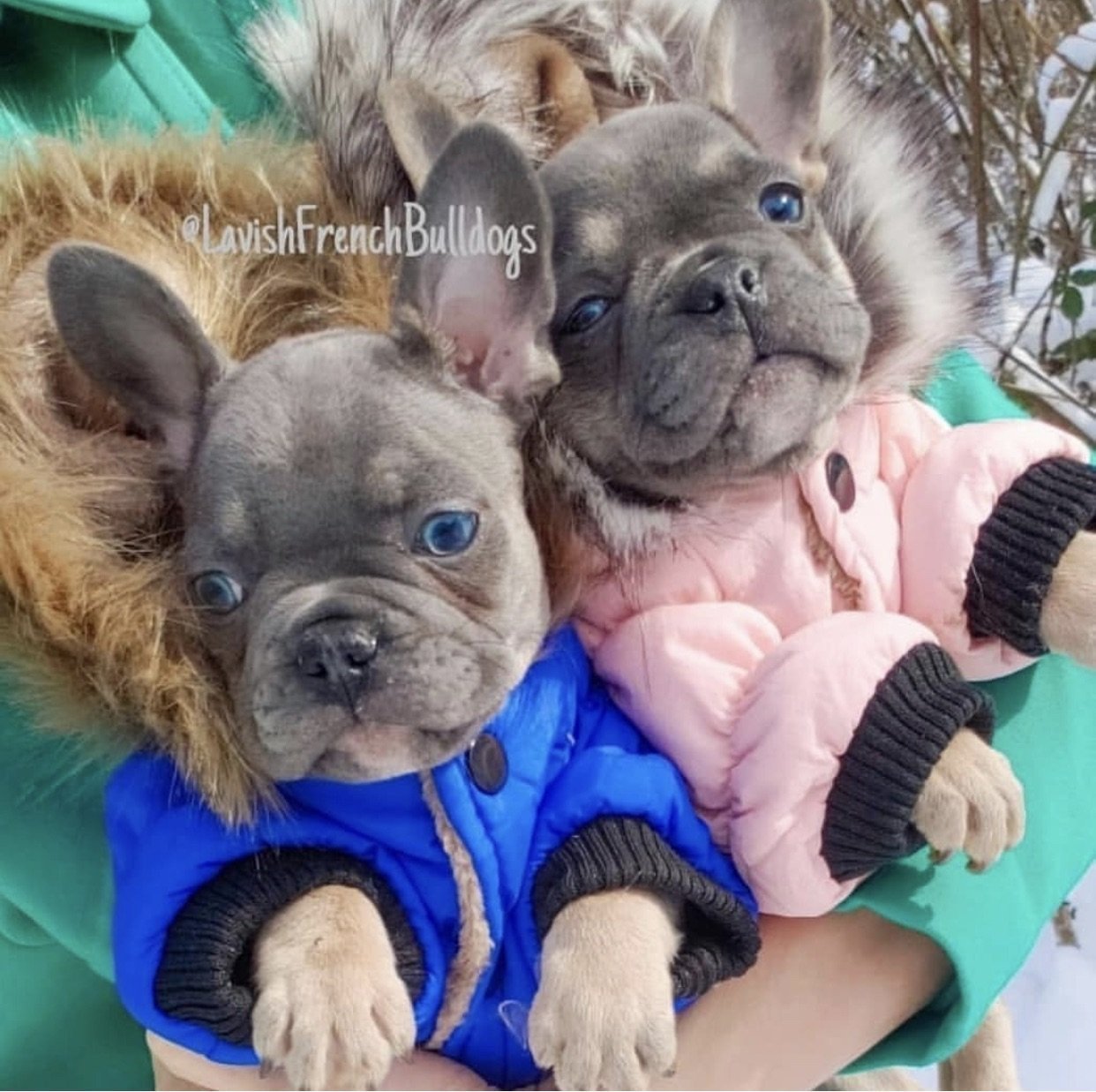 Pawcler - Furbaby Couture