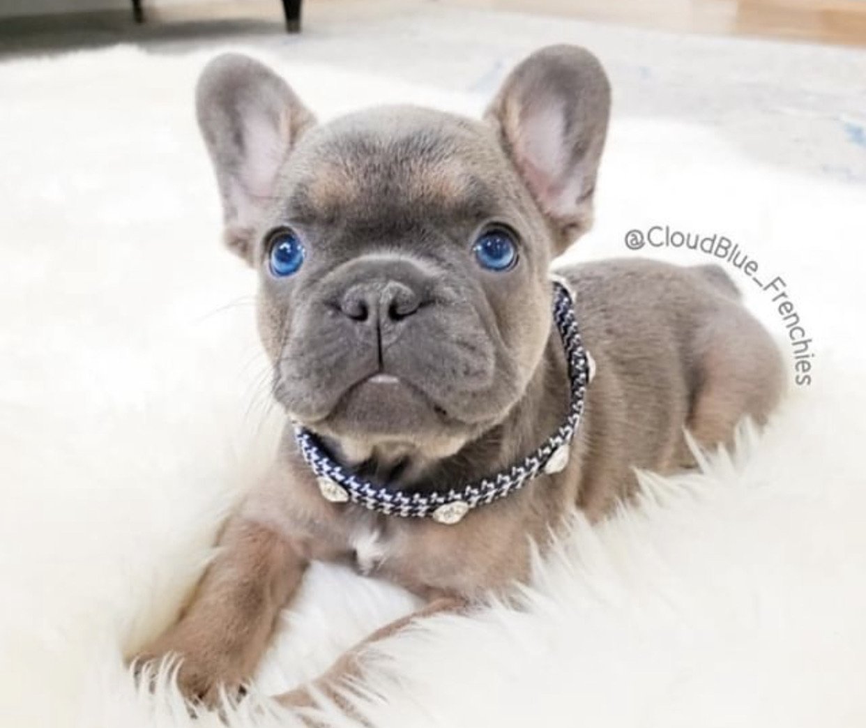 Posh Puppy Collar