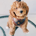Load image into Gallery viewer, Pawtton Harness & Leash

