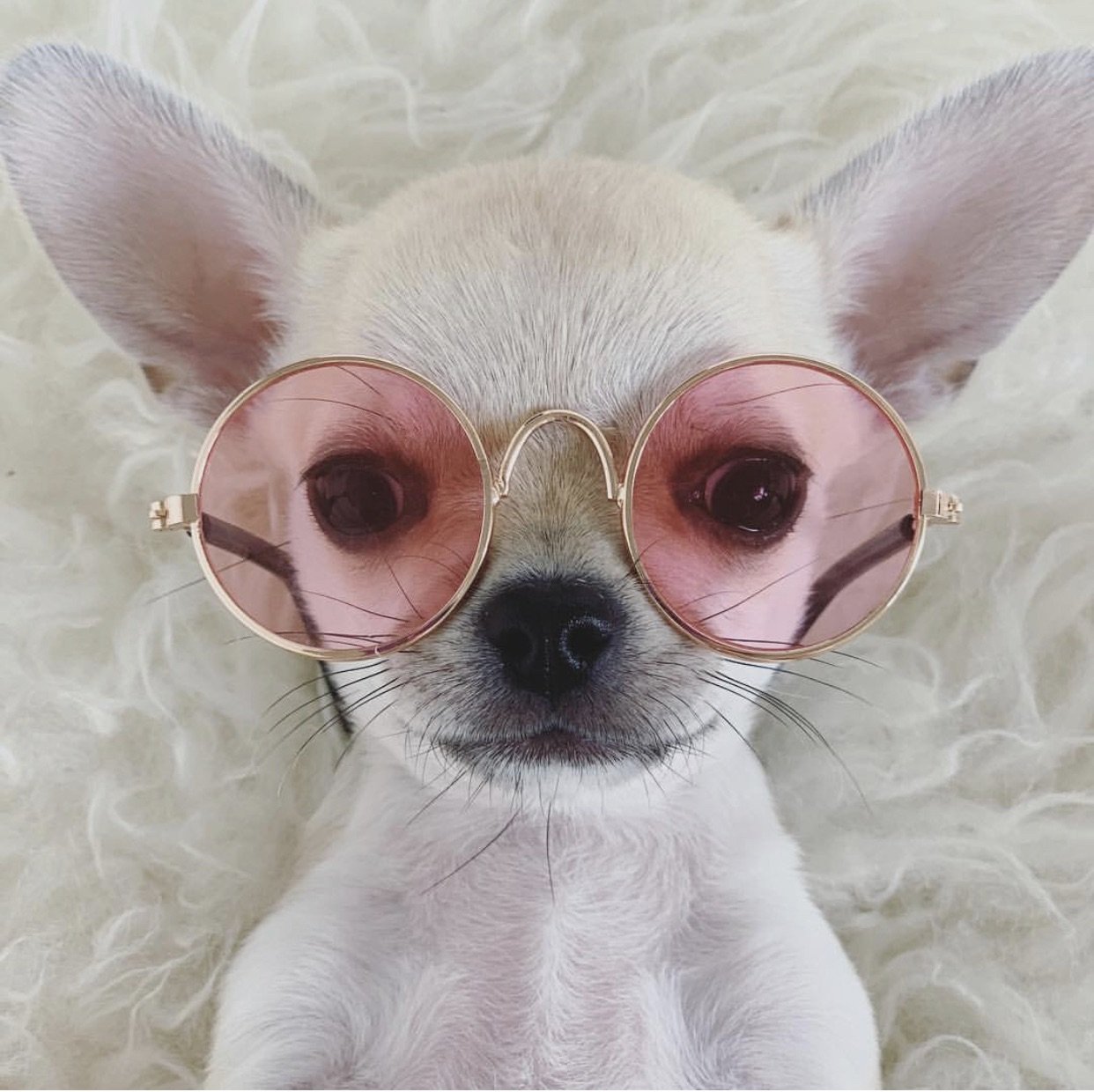 Chica’s sunnies - Furbaby Couture
