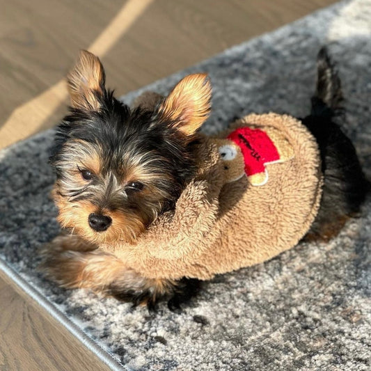 Teddy Hoodie