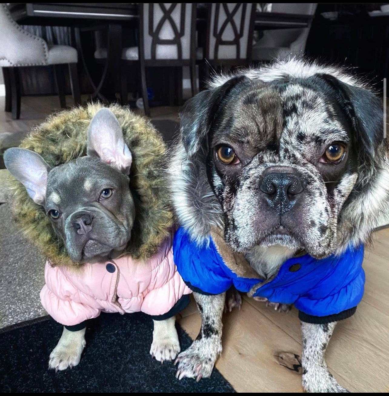 Pawcler Jacket