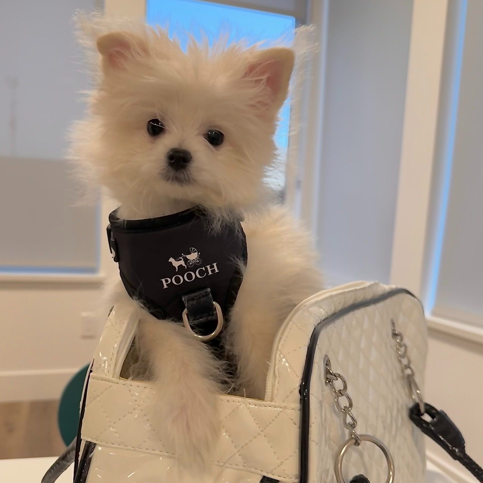 Pooch Harness