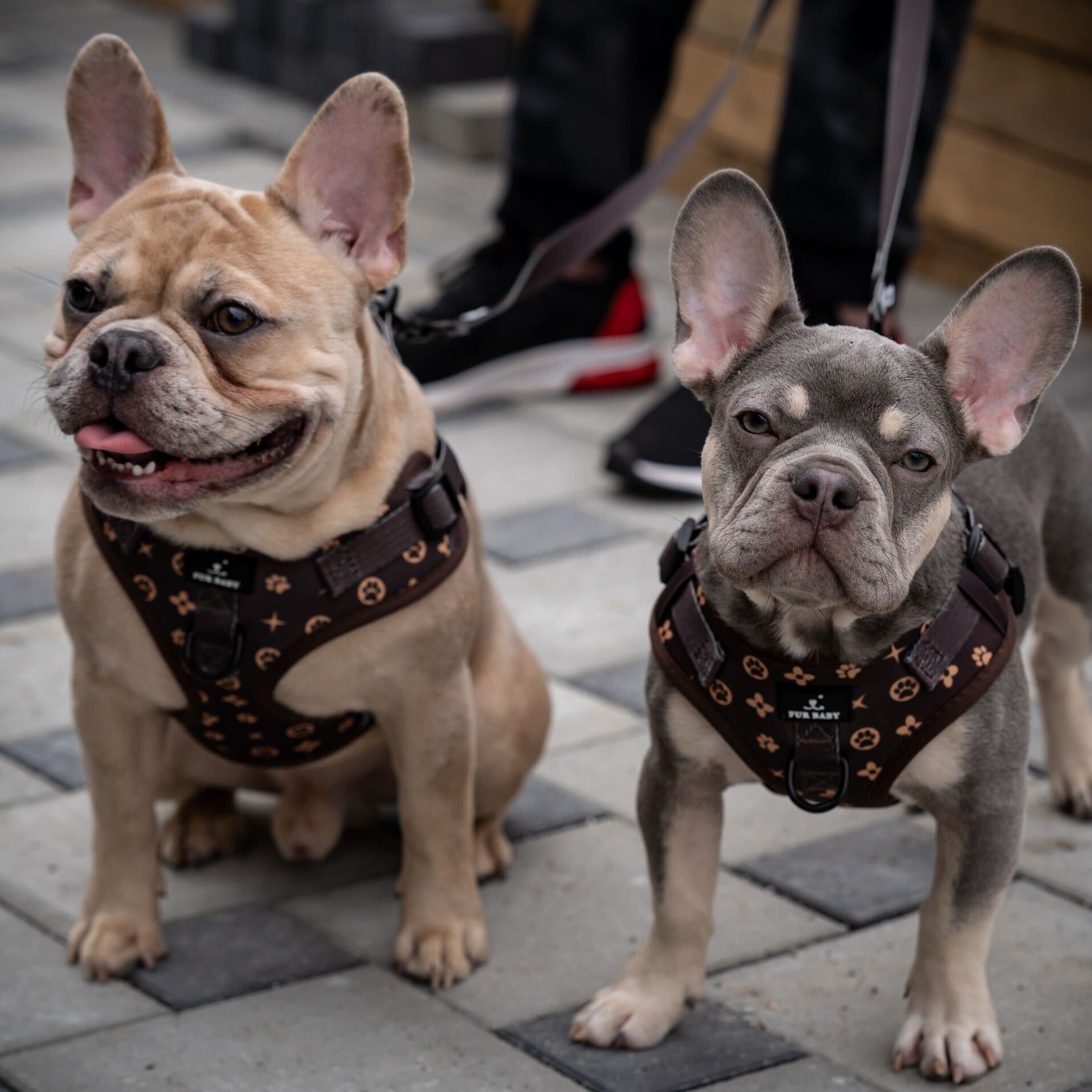Furbaby Harness