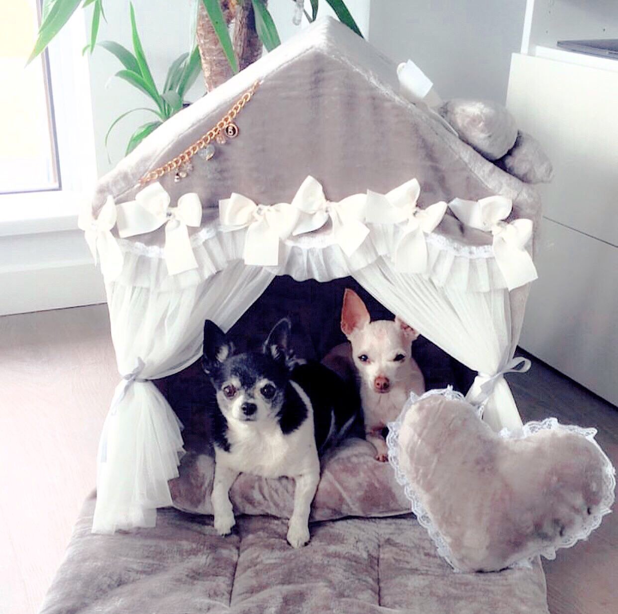 Chihuahua princess cheap bed