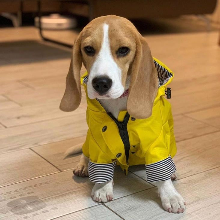 Beagle raincoat hot sale